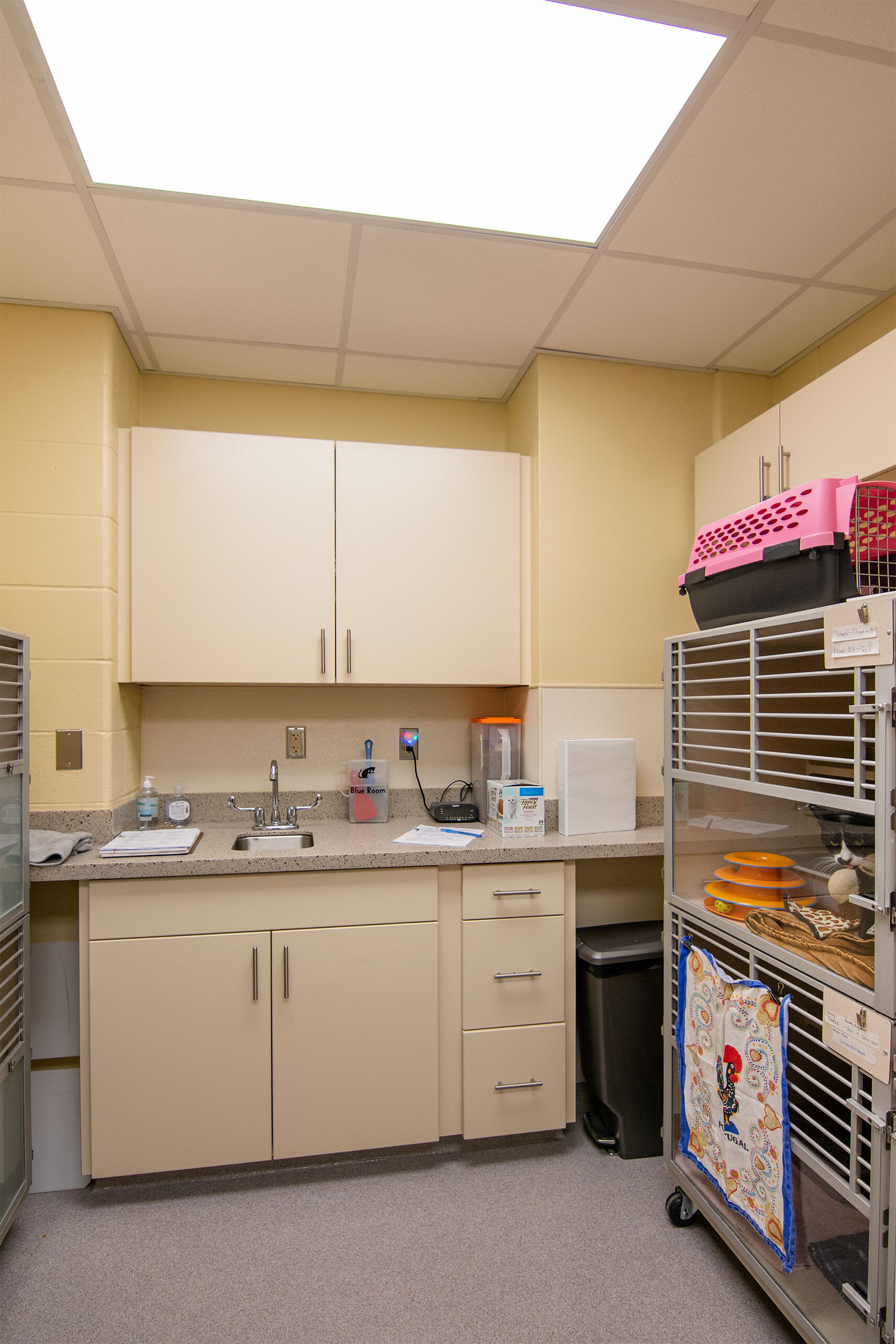 Berkshire Humane Society Edda Hyde Cat Community Center Allegrone